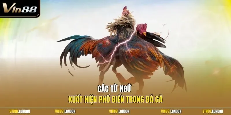 Các từ ngữ xuất hiện phổ biến trong đá gà