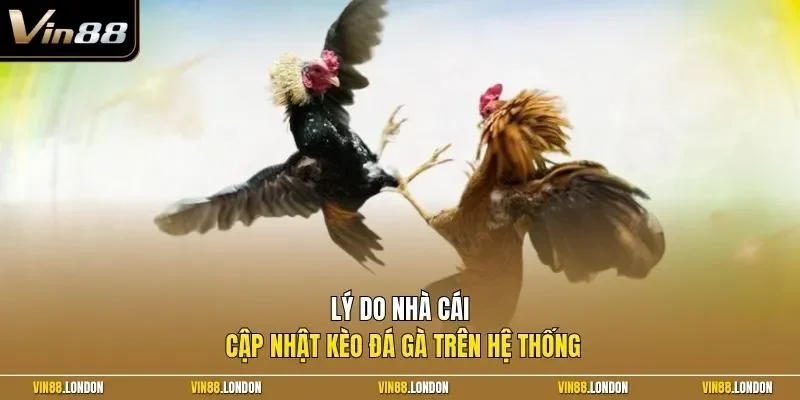 Lý do nhà cái cập nhật kèo đá gà trên hệ thống